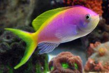 Bartlett Anthias.JPG