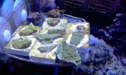 IMAG0711.jpg