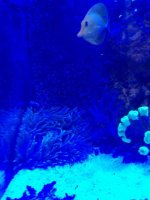 anemone.jpg