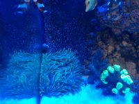 anemone2.jpg