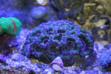 acan green and purple colony.jpg