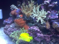 corals.aspx.jpg