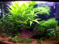 new tank pix 001.jpg