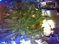 Two clownfish in the back tank for over a year A.jpg