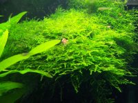 new tank pix 004.jpg