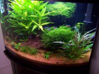 new tank pix 008.jpg