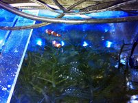 Two clownfish in the back tank for over a year B.jpg