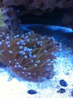 goby.JPG