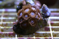 Zoas.jpg