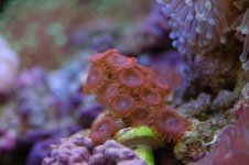 DSC_0007.jpg