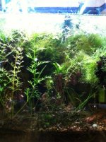 Shrimp Breeding Forrest.jpg