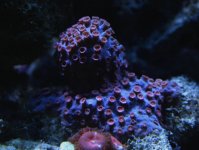superman cyphastrea.jpg