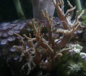 tree coral2.jpg
