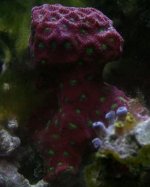 war coral favites.jpg