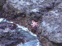 sea star.jpg