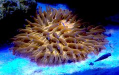 Plate coral.jpg