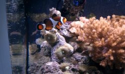 percula clown.jpg