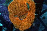 acan maxima.jpg