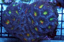 acan enchinata rainbow colony.jpg