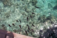 Maldives21.jpg
