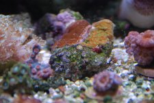 DSC_8113.jpg