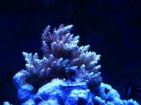 Corals 1-20-12 002.jpg