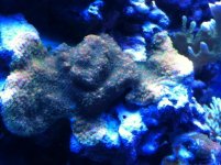 Corals 1-20-12 004.jpg