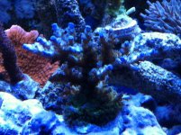 Corals 1-20-12 007.jpg