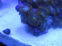 unknown zoa.jpg