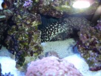 DSC01335.JPG