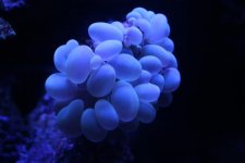 Bubble.jpg