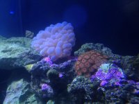 bubble-zoa.jpg