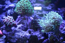 mixed-coral.jpg