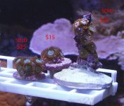 zoas%202V.jpg