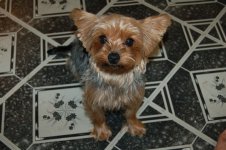 Gizmo.JPG