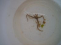 echinata & chalice 010.jpg