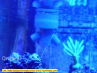 Resized_Aqua_1_07 003.jpg