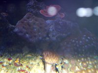 echinata & chalice 014.jpg