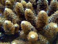 Green millepora.jpg
