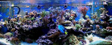 zreef no11061 001.jpg