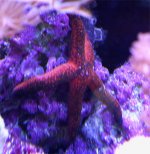 Star01.jpg