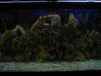 FishTank026.jpg