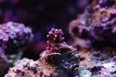 Purple bonsai 2005.jpg
