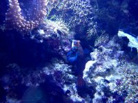 clear mandarin(1).jpg