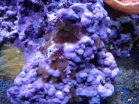 Purple Smegma 14k Halides.JPG