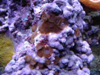 Purple Smegma With Flash.JPG