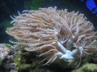 Copy (2) of P7200013.JPG