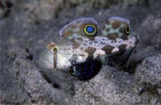 Goby.JPG