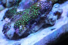 zoas.jpg