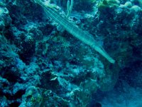 IMG_3783.jpg